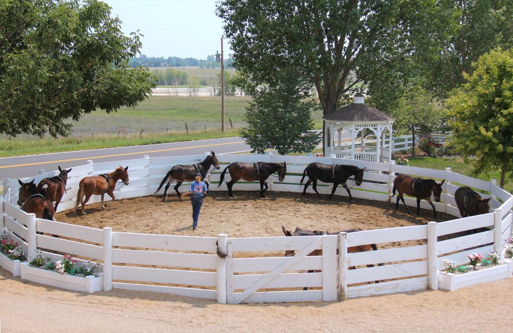 The Lucky Three mules enjoy their lunging exercises together.